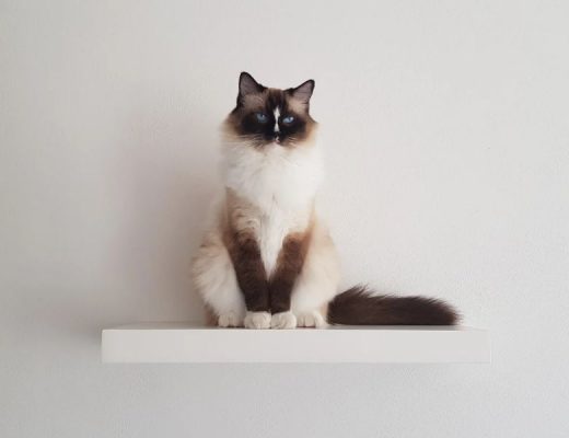 melhor areia para gatos Deco