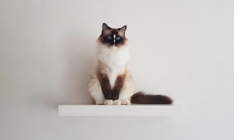 melhor areia para gatos Deco
