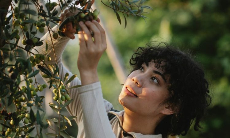 Melhores fertilizantes para oliveiras