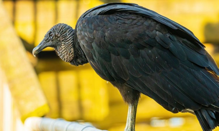animais em vias de extinção em Portugal