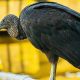 animais em vias de extinção em Portugal