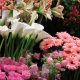 florista em Lisboa