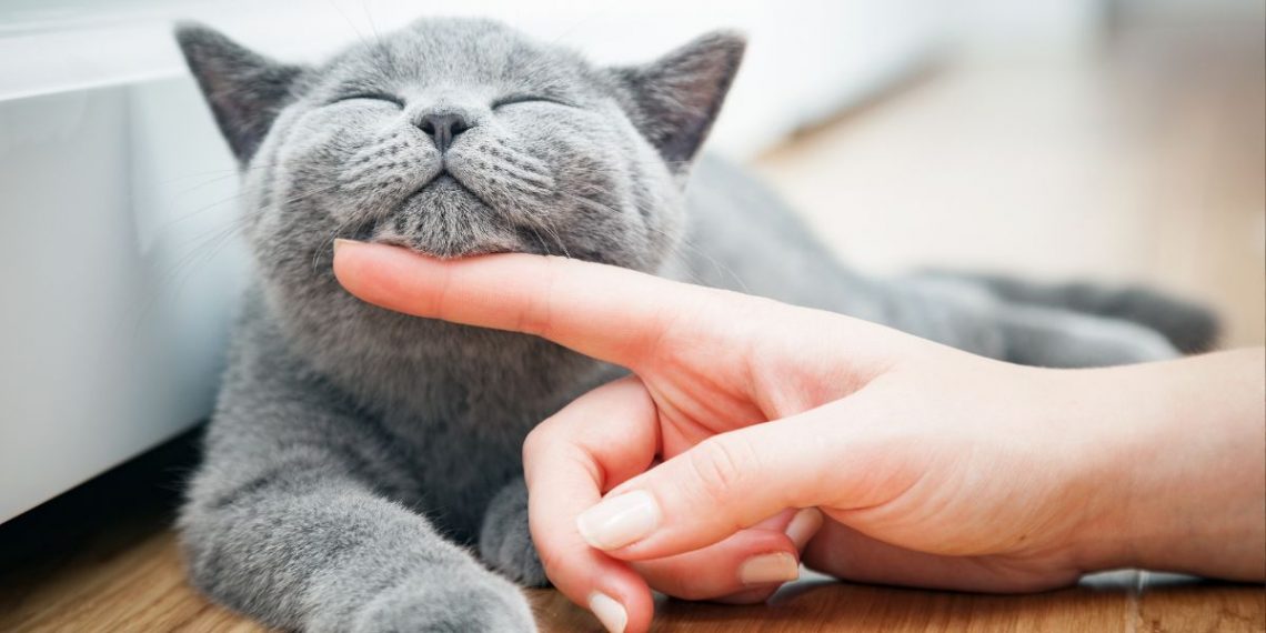 idade dos gatos em relação aos humanos