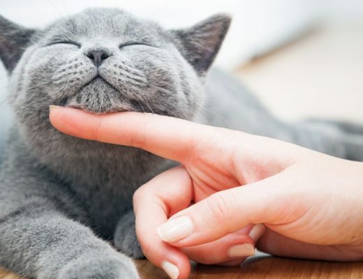 idade dos gatos em relação aos humanos