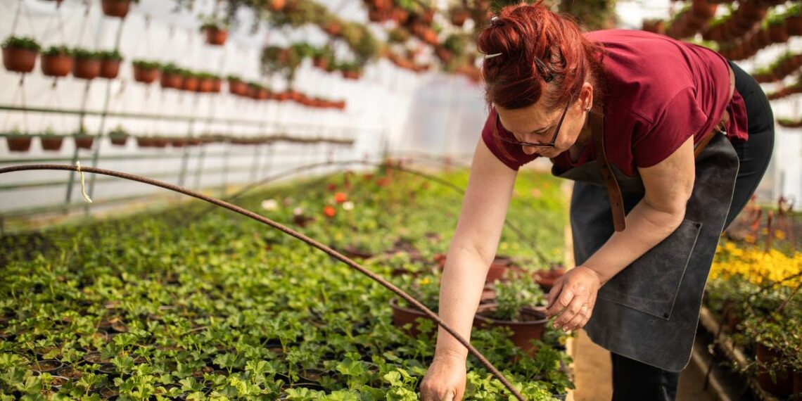 Escolher a Melhor Empresa de Jardinagem no Porto