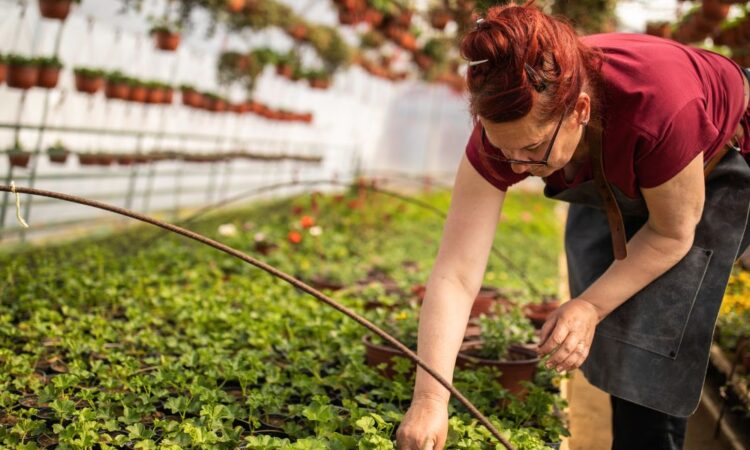 Escolher a Melhor Empresa de Jardinagem no Porto