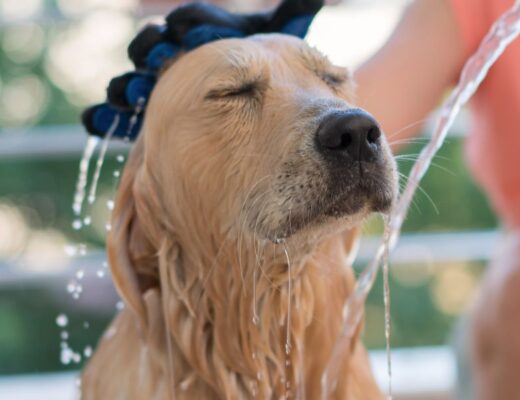 Opções de Banho para Cães no Porto: Guia Completo