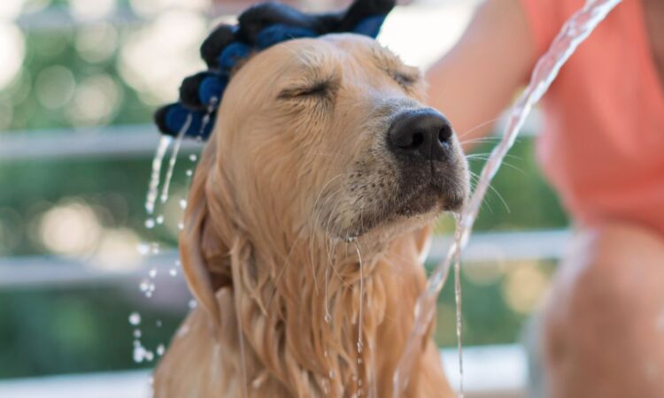 Opções de Banho para Cães no Porto: Guia Completo