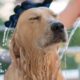 Opções de Banho para Cães no Porto: Guia Completo