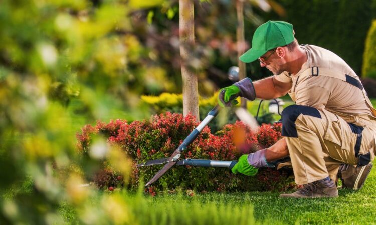 Serviços de Jardinagem no Porto: Valorize Seu Espaço Verde