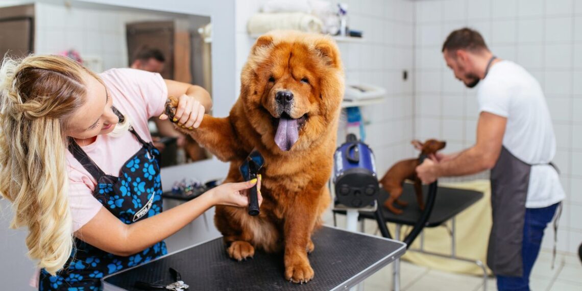 Tosquia de Cães no Porto: Saúde e Bem-Estar Essenciais