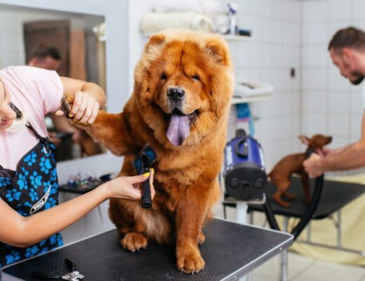 Tosquia de Cães no Porto: Saúde e Bem-Estar Essenciais
