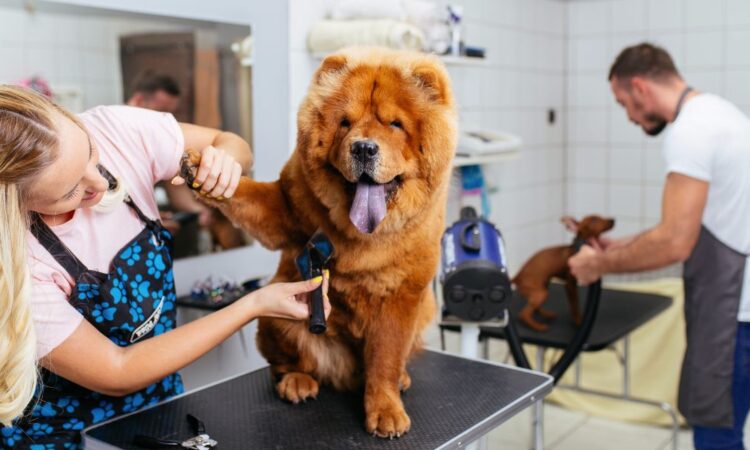 Tosquia de Cães no Porto: Saúde e Bem-Estar Essenciais