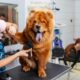 Tosquia de Cães no Porto: Saúde e Bem-Estar Essenciais